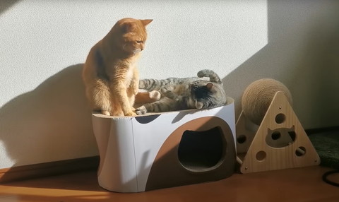 茶トラ猫にお腹見せる猫