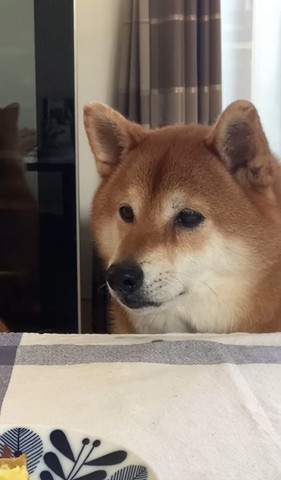 左の方見てるワンコ