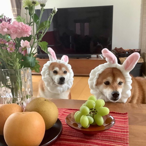 うさぎかぶってるワンコ