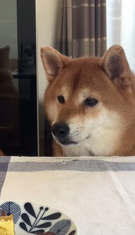 ヨダレ流してるワンコ