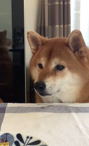 口の右側からヨダレだしてるワンコ