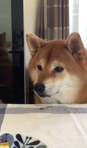 ヨダレ流してるワンコマットがシミに