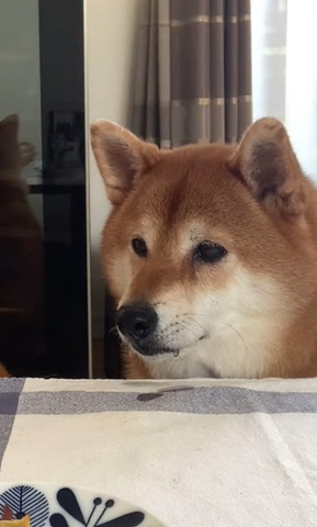 口の左右からヨダレ出すワンコ