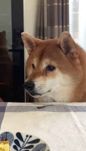 画面左見るワンコ