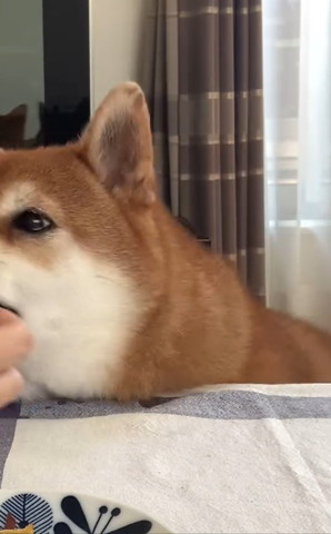 食べてるワンコ