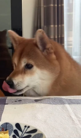 舌だしてるワンコ