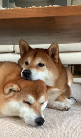 ワンコの頭にあごのせワンコ