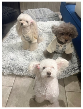 堀ちえみの愛犬たち