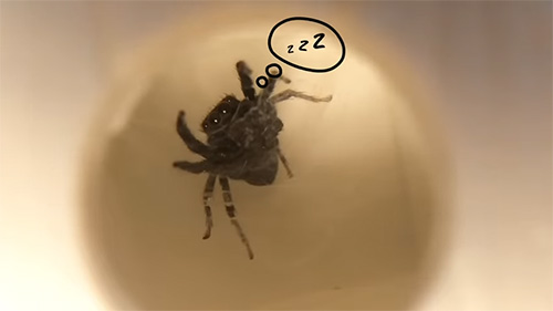 ひっくり返した巣箱で眠るハエトリグモ