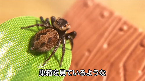 巣箱を見ているような