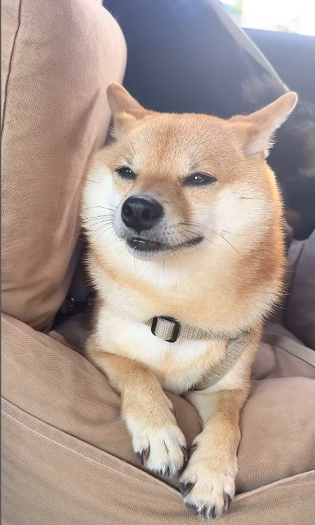 目を細めるのんちゃん