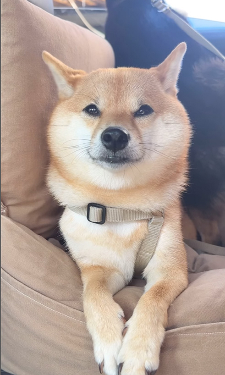 眠そうなのんちゃん