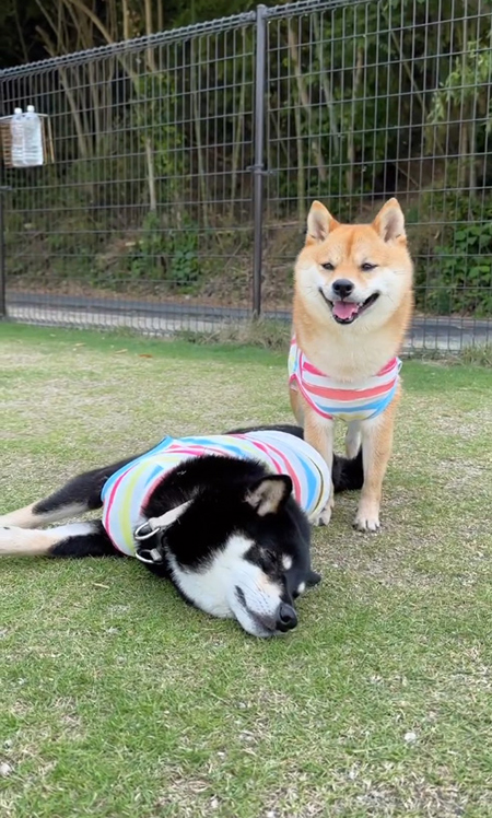 ドッグランでゴロゴロ