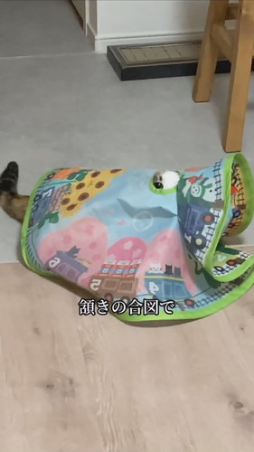 ヨロイをまとった心福ちゃん