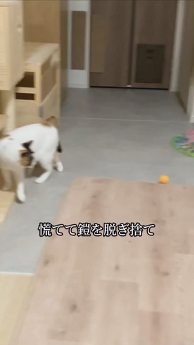 ヨロイをまとった心福ちゃん