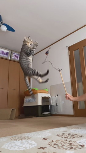 運動神経抜群のさくらくん