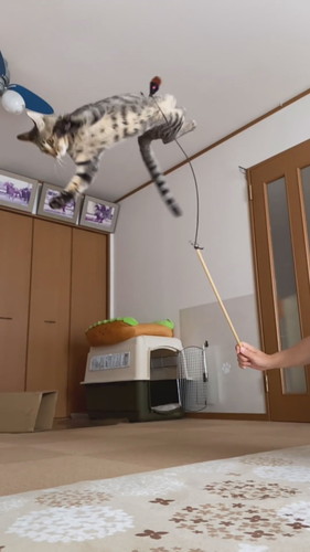 運動神経抜群のさくらくん