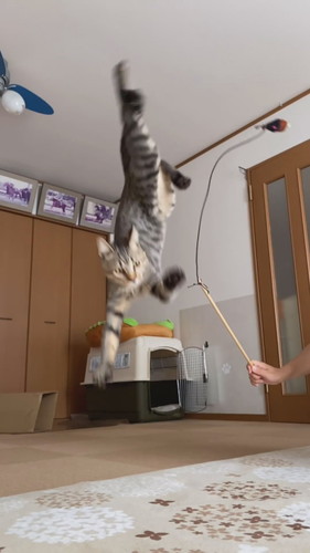 運動神経抜群のさくらくん