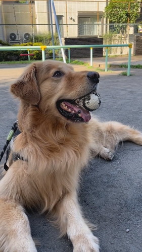 晴れた日のさすけくん