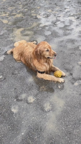 雨の日のさすけくん