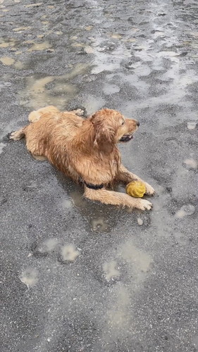 雨の日のさすけくん