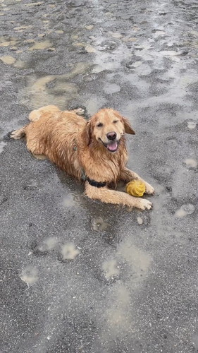雨の日のさすけくん