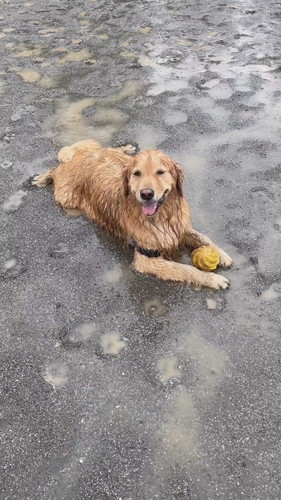 雨の日のさすけくん