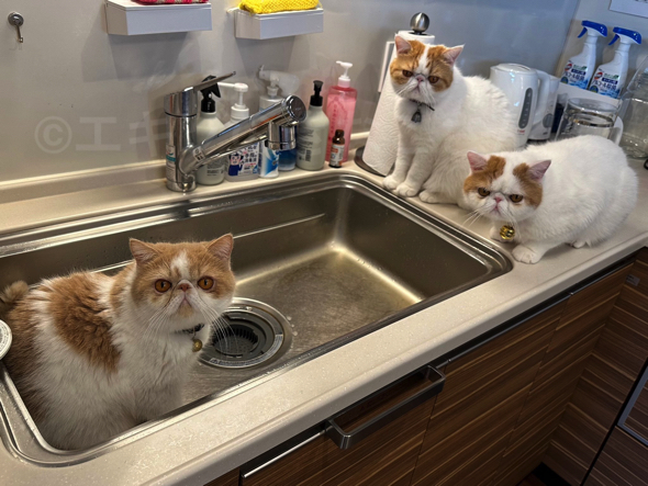 朝ちゅーるをおねだりする猫ちゃんたち