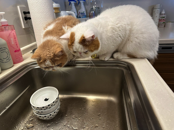 もっとちゅ〜るが食べたい猫ちゃんたち