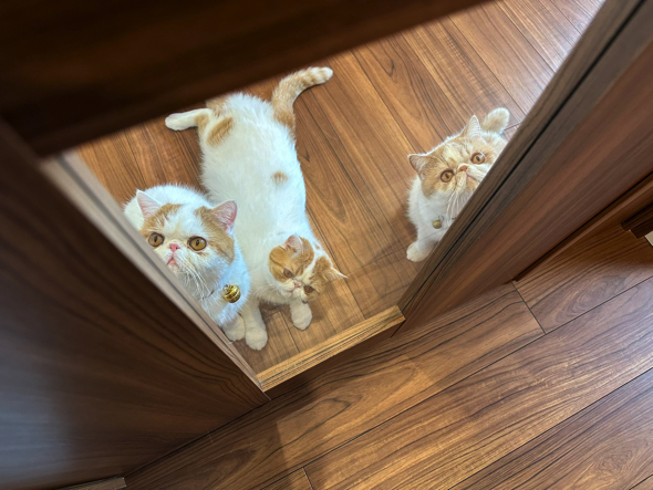 リビングからお出迎えする猫ちゃんたち