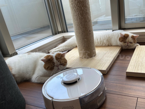 お掃除ロボットにひかれそうな猫ちゃん