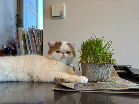 猫草を上手に食べられない猫ちゃん