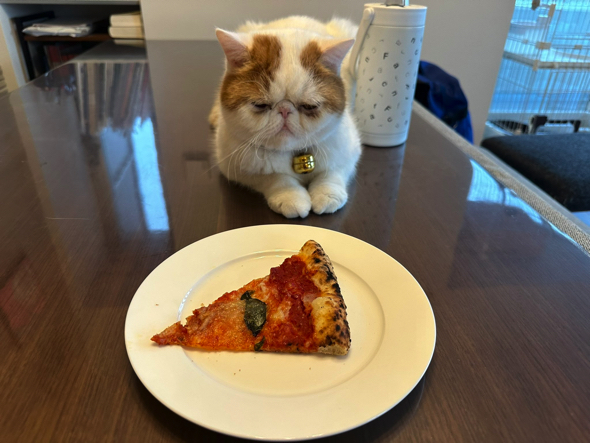 ピザを踏んじゃった猫ちゃん