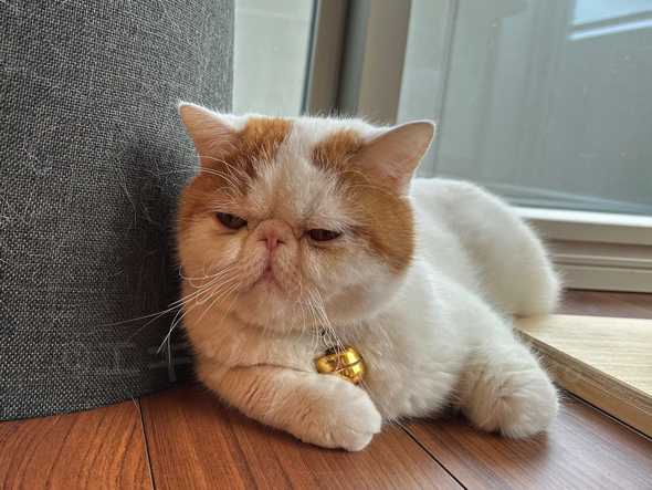 寒くなってきてモフモフになる猫ちゃん