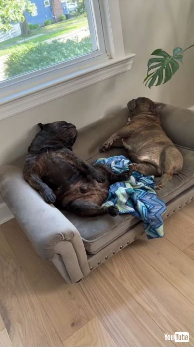 ソファの上で寝ている2匹の犬