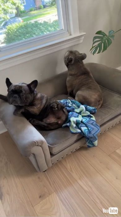 飼い主の言葉で起き上がる2匹の犬