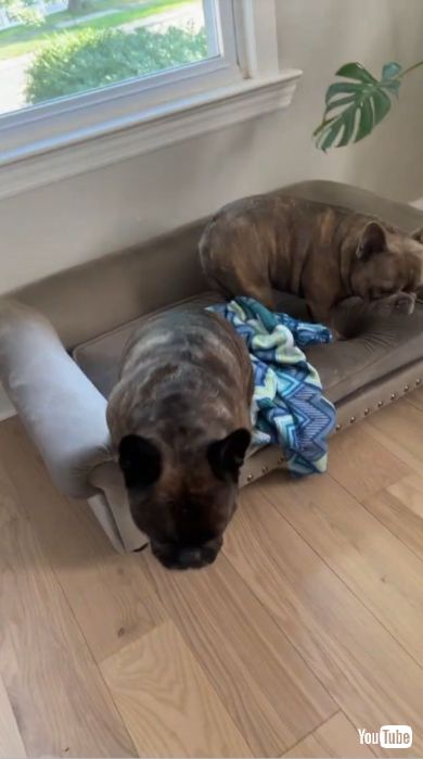 飼い主の元に向かう2匹の犬