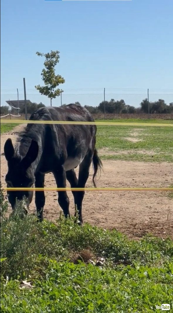 草を食べてお食事中のロバ