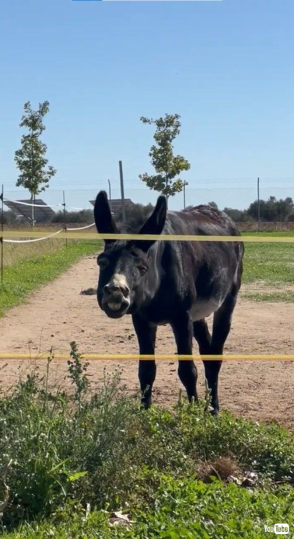 声をかけられたロバ