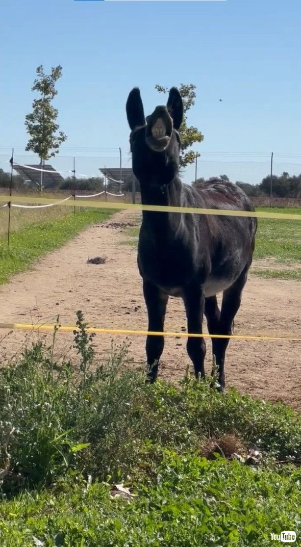 カメラに向けてスマイル