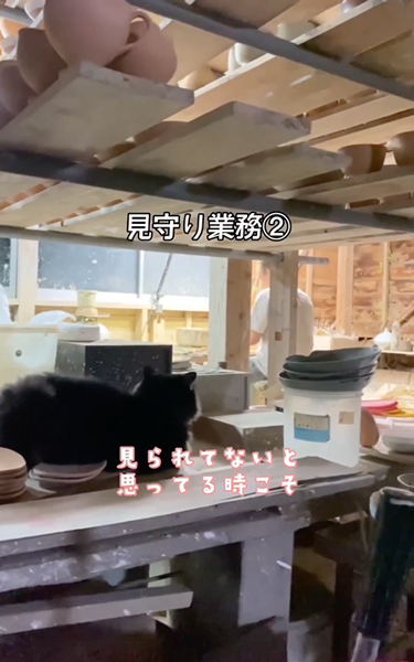 焼き物屋の猫と弟子の1日