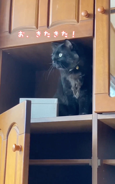 焼き物屋の猫と弟子の1日