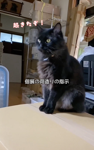 焼き物屋の猫と弟子の1日