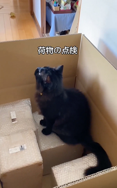 焼き物屋の猫と弟子の1日