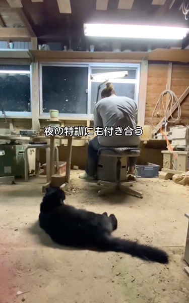 焼き物屋の猫と弟子の1日