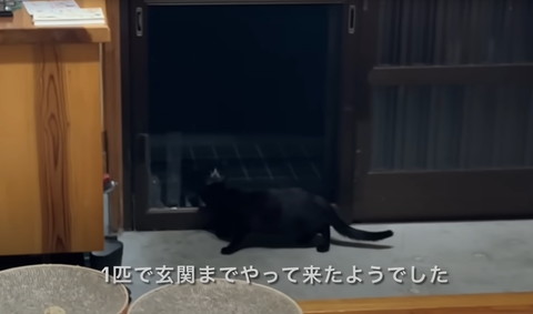 1匹で玄関までやってきたようでしたテロップ