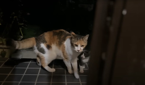三毛猫と子猫