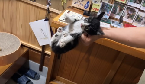 首根っこつかまれる子猫