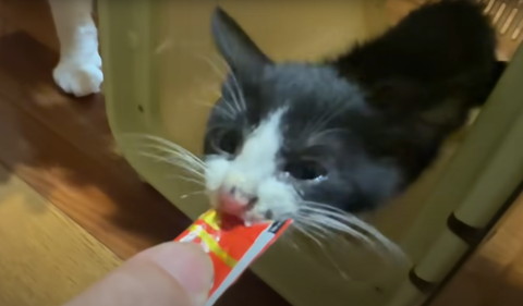 チュール食べる子猫