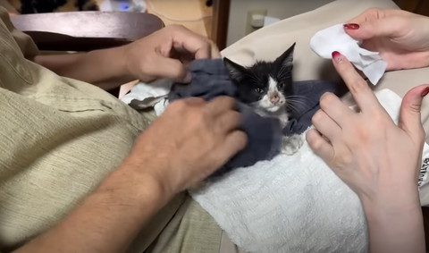 タオルに包まれる子猫